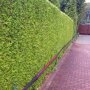Thuja occidentalis 'Brabant'